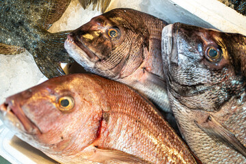 Fresh Sea Breams are displayed side-by-side on ice. Perfect for culinary or seafood-related content.