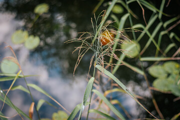 Close-up of a delicate reed plant swaying above a calm pond with water lilies and soft reflections...