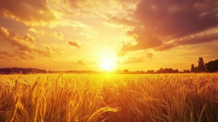 Obraz premium A sunset view of a bountiful field filled with golden crops, capturing the beauty and abundance of a successful harvest.