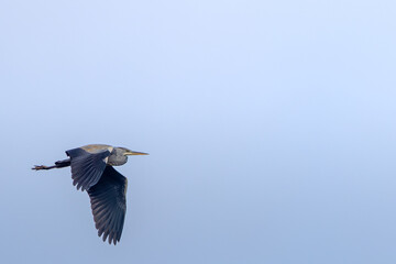 Grey Heron captured in flight