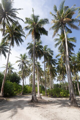 Green palm trees in Fuvahmulah island in the Maldives