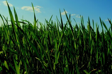 green grass on blue sky