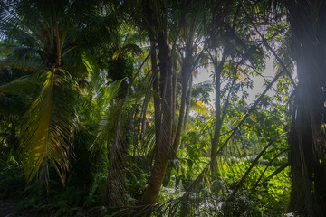 Fuvahmula tropical island inland  woodland, Maldives