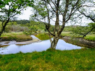 Green and bright scenery on the edge of a river in Ireland
