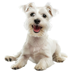 jack russell terrier on transparent background png