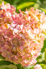 Hydrangeas petal bud background. Pink Hydrangea flower. Plant