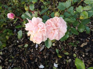 Pink roses in a pot in a garden on a sunny day