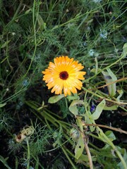 Yellow daisy in a garden