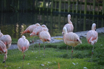 A group of pink flamingos in their habitat in the Dublin Zoo, Ireland