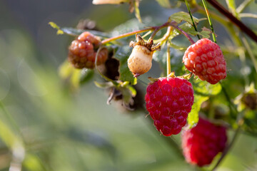 wild raspberries growing on a bush
