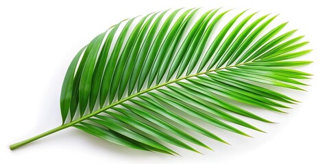 Obraz premium palm green leaf isolated on white background from high angle view