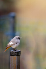 redstart sitting on a post