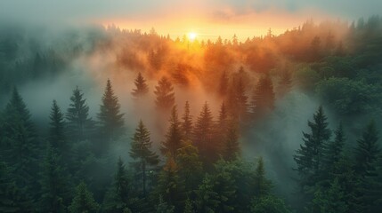 Serene Sunrise Over Misty Forest Landscape