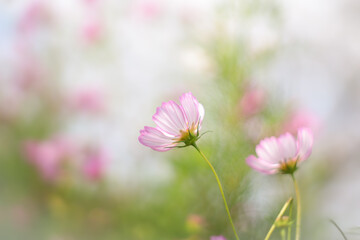 コスモス
