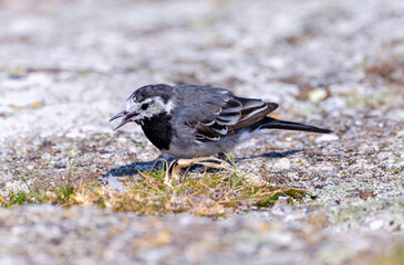 Pied wagtail 