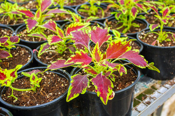 The colorful Coleus plants with red and green leaves growing in individual pots inside a greenhouse. 