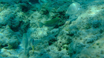 Dusky spinefoot or squaretail rabbitfish (Siganus luridus) undersea, Aegean Sea, Greece, Syros...