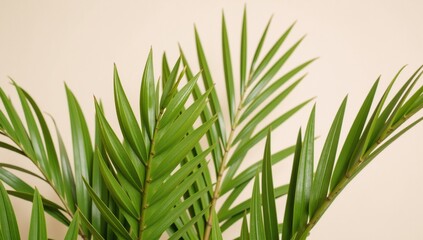 Obraz premium Green textured palm leaf pattern evokes a relaxing tropical getaway atmosphere for vacation travel and well-being