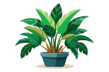 Lush tropical indoor plant , isolated on a white background.