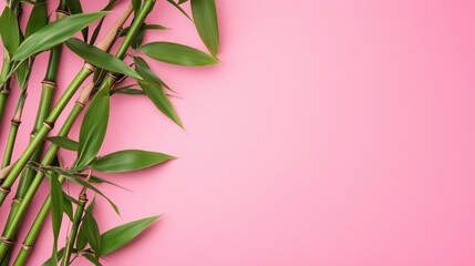 Bamboo leaves on pink background, vibrant greenery