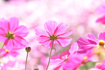 コスモスの花　花畑　クローズアップ
