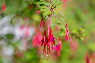 Selective focus of Fuchsia magellanica, Red pink flower in the garden, Hummingbird or hardy fuchsia is a species of flowering plant in the family Evening Primrose family, Nature floral background.