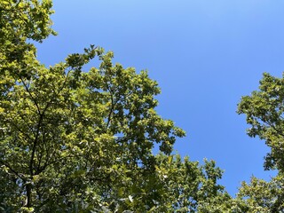 Fototapeta premium Green leaves of oak trees against the blue sky, view from below.