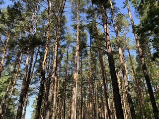 Fototapeta premium Pine trees in the forest on a sunny day. Nature background