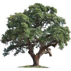 Majestic oak tree with foliage