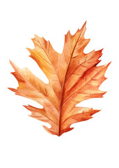 Realistic fall dry oak leaves autumn colors, hand-painted watercolor illustrations for nature-inspired project, autumn leaf