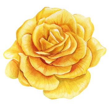 Beautiful yellow roses from isolated, Rose drawn in watercolor in botanical illustration for design