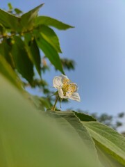 Cherry blossoms during the day 