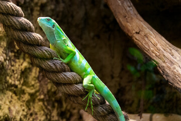 Yellow lizard on top of red thin plastic rope