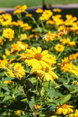 Fototapeta premium A beautiful bunch of vibrant yellow flowers are growing in a lovely garden