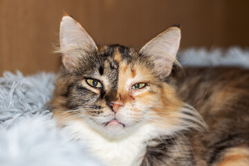 A calico cat is lounging on a blanket, curiously gazing at the camera