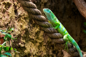Yellow lizard on top of red thin plastic rope