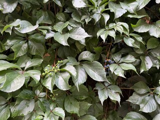 Parthenocissus quinquefolia, commonly known as the Virginia Creeper, is a species of flowering plant in the family Parthenocissus. Natural green wall texture.