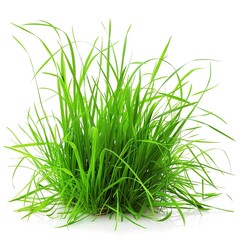 Obraz premium PNG Green grass plant lawn white background. 