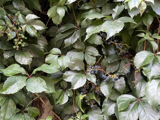 Parthenocissus quinquefolia, commonly known as the Virginia Creeper, is a species of flowering plant in the family Parthenocissus. Natural green wall texture.