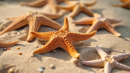 starfish theme at the beach can use for wallpaper