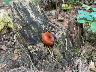 A large red slug crawling on a decaying tree stump.