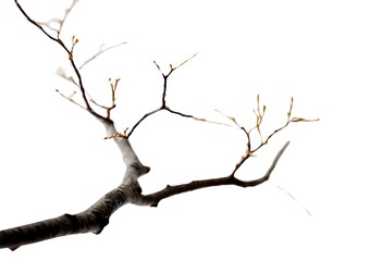 Fototapeta premium tree, branch, nature, spring, white, plant, sky, blossom, branches, isolated, season, silhouette, flower, bird, dry, dead, old, growth, green, leaf, cherry, blue, beautiful, bloom, pattern