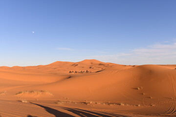 View of camels with a bedouin on the desert sand dunes in the Sahara desert, Merzouga, Morocco