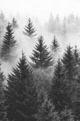 Fototapeta premium Black and white style of misty pine trees in a foggy forest, with a simple composition