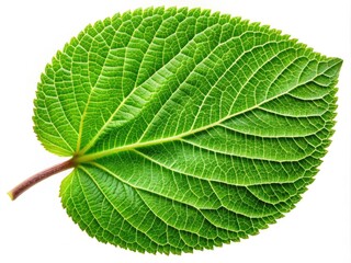 Fototapeta premium Vibrant green kiwi leaf featuring detailed veins and a unique texture stands out against a clean white background, highlighting its natural beauty and intricate design.