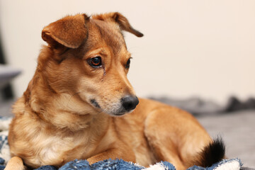 A brown dog is peacefully laying on a blue and white blanket © Vera Aksionava