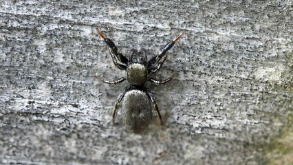 Mesmerizing Close-Up: The World of a Jumping Spider