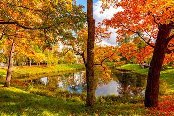 Maple trees in Catherine park in autumn, Tsarskoe Selo (Pushkin), Saint Petersburg, Russia