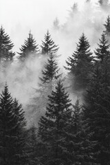 Fototapeta premium Black and white style of misty pine trees in a foggy forest, with a simple composition