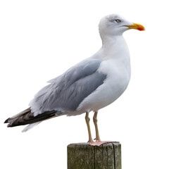 Obraz premium Seagull perched on a wooden post transparent